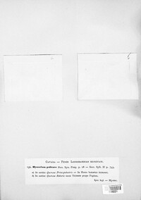 Hysterium pulicare image